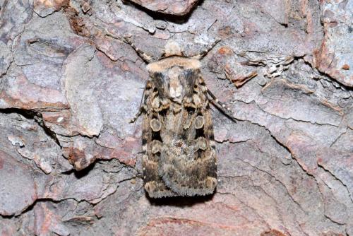 Réf. 223 741 : Chersotis multangula